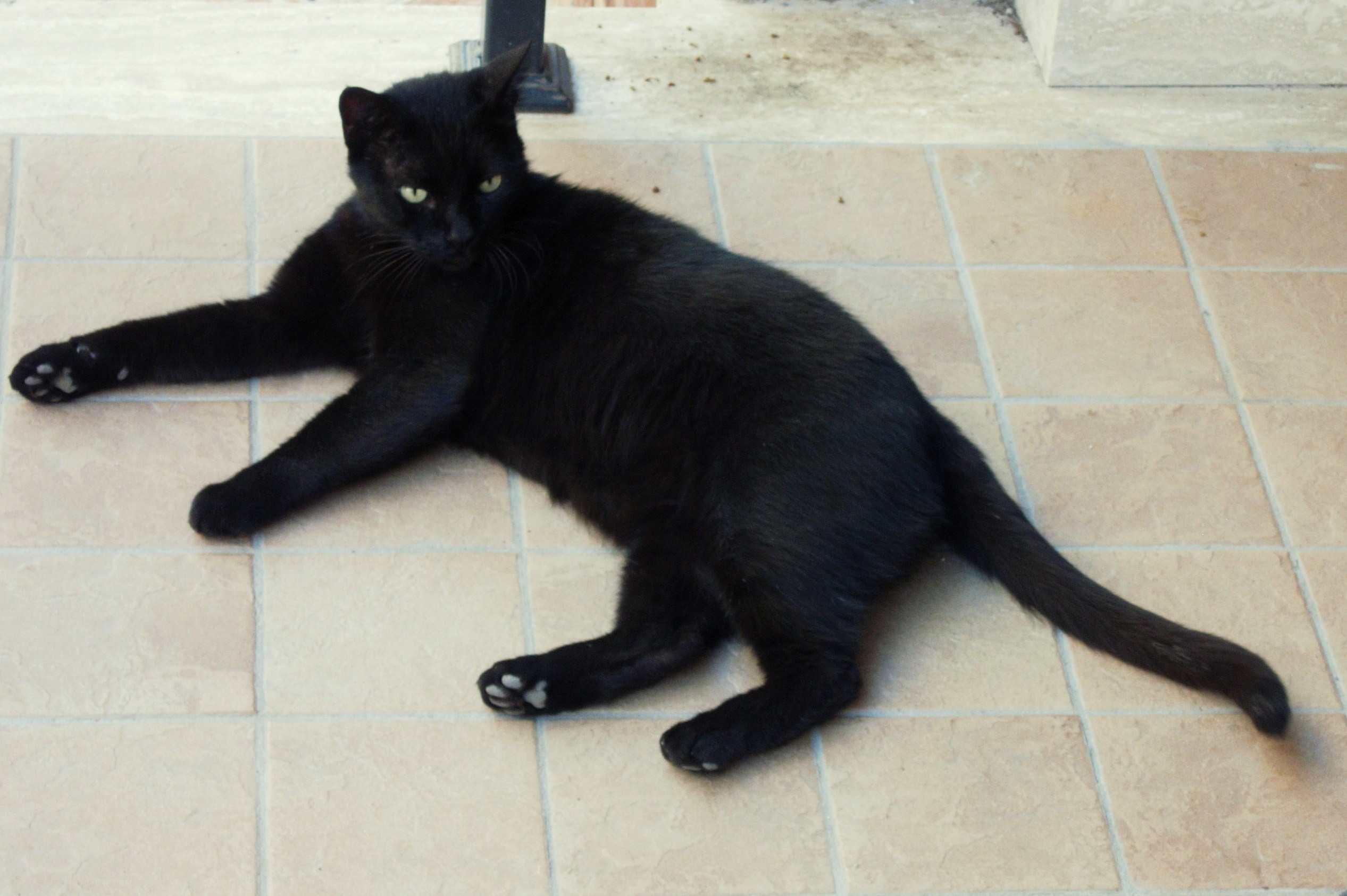 gatto-nero