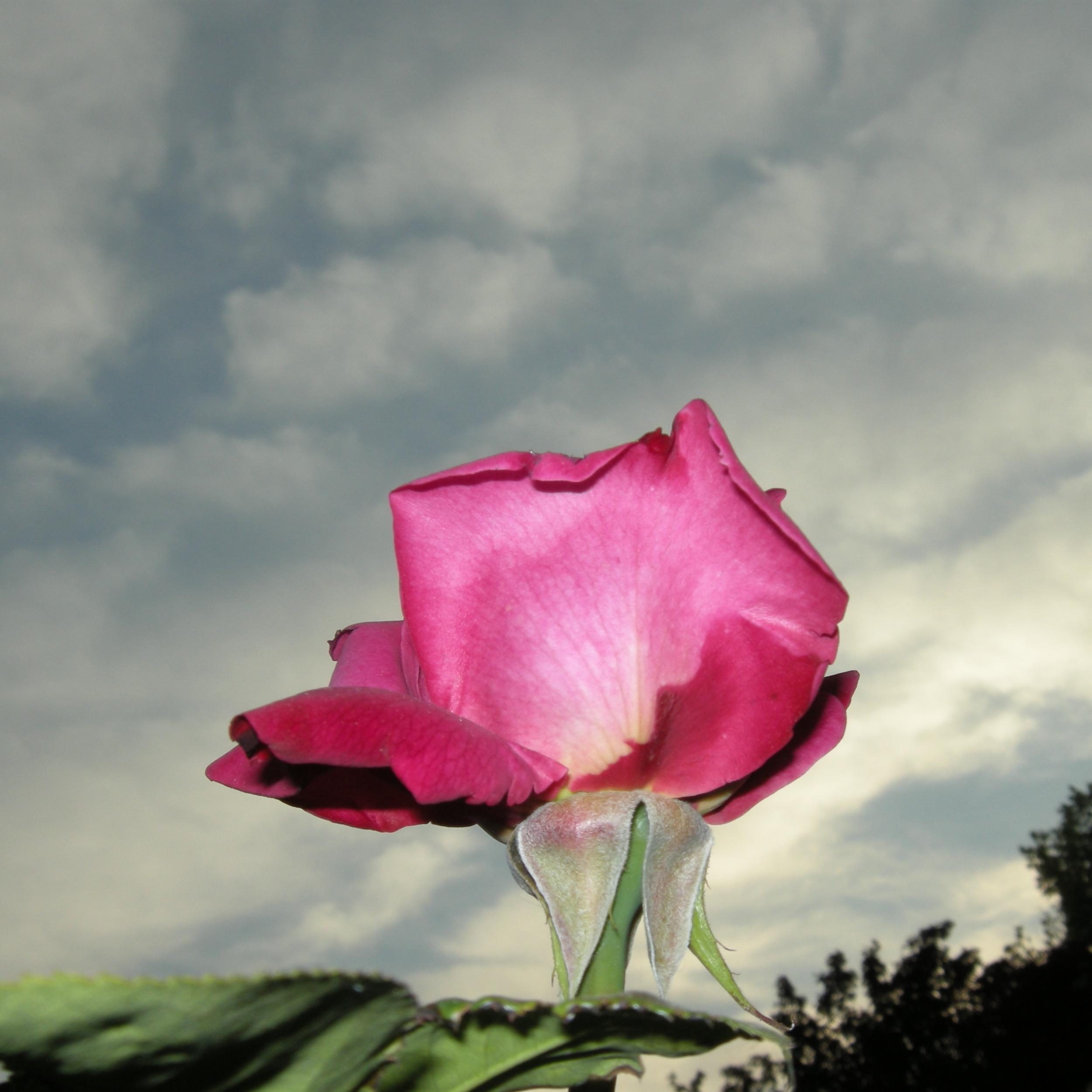 rosa Dr Gino Accossano