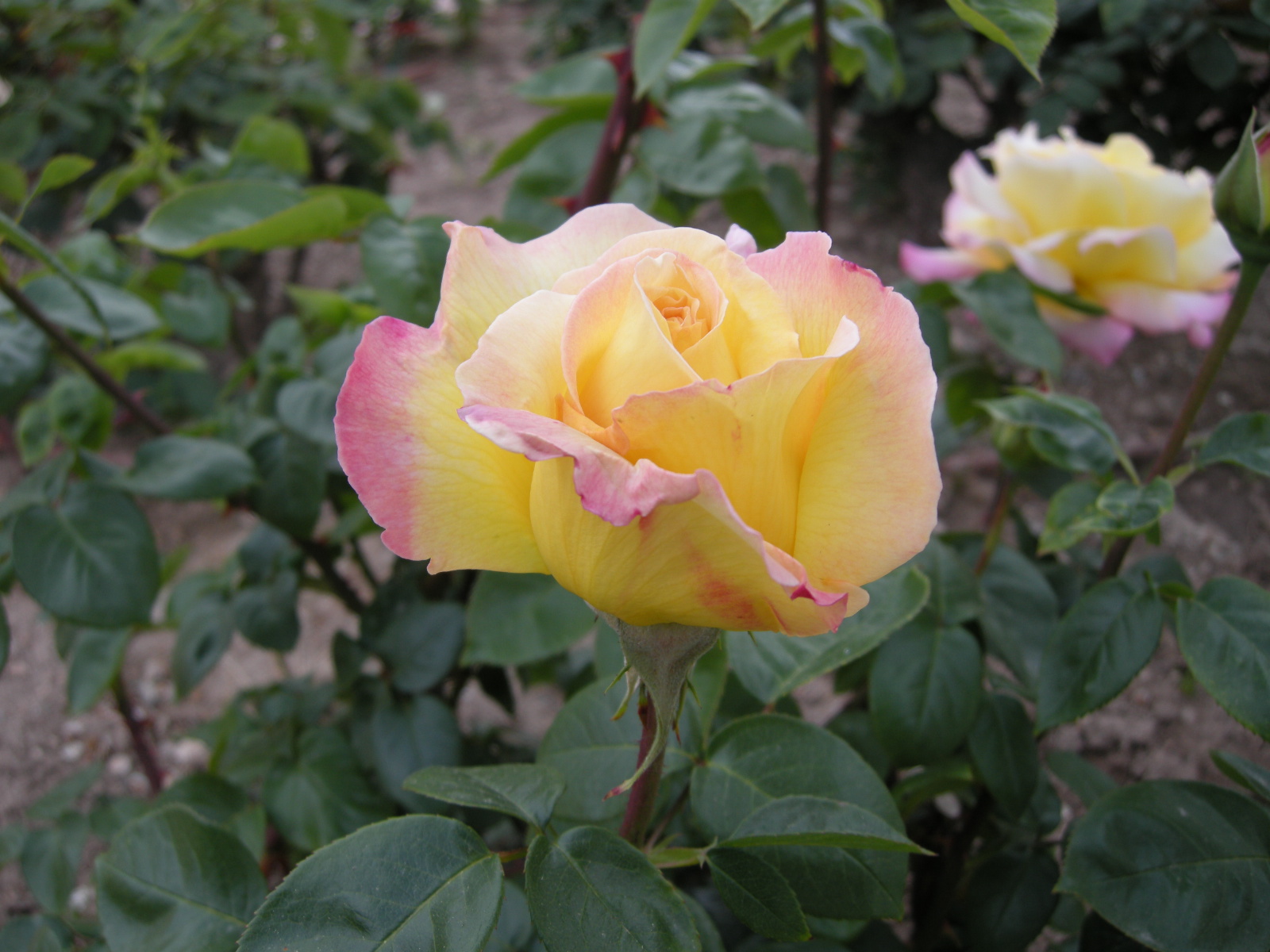 rosa Dr Luigi Accossano