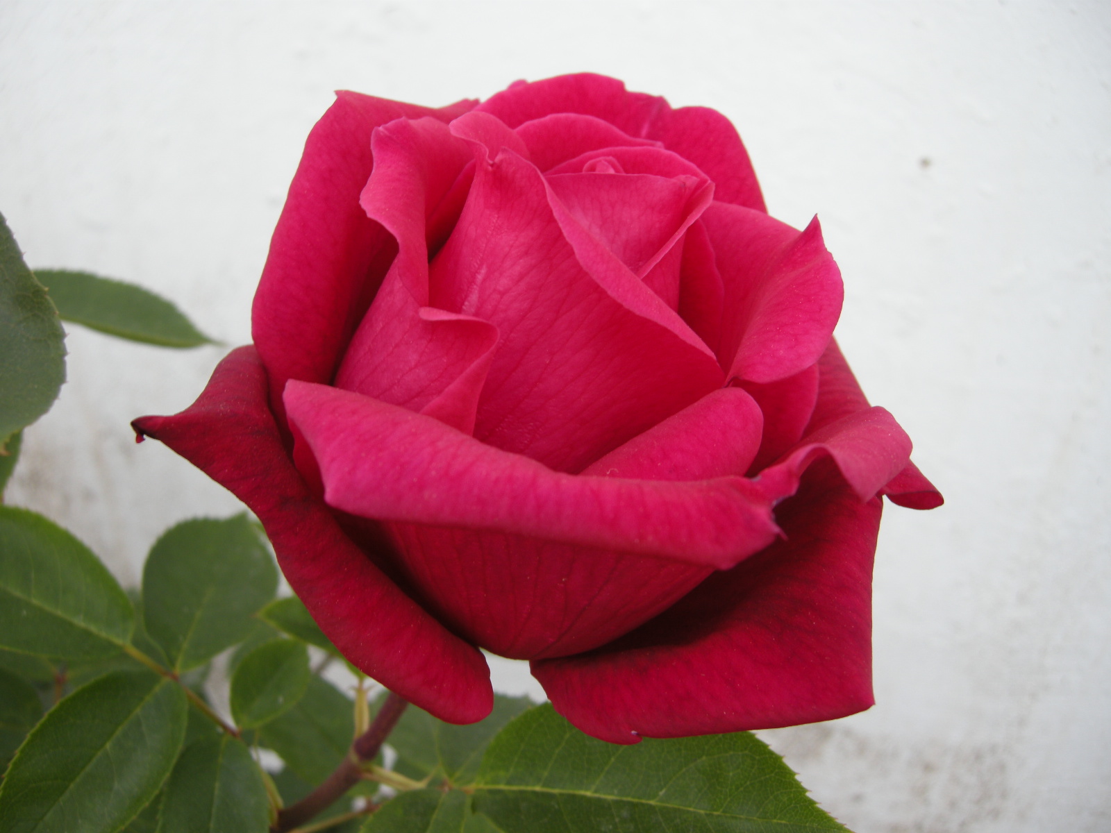 rosa GroÃŸmutter Josephine Kaindl