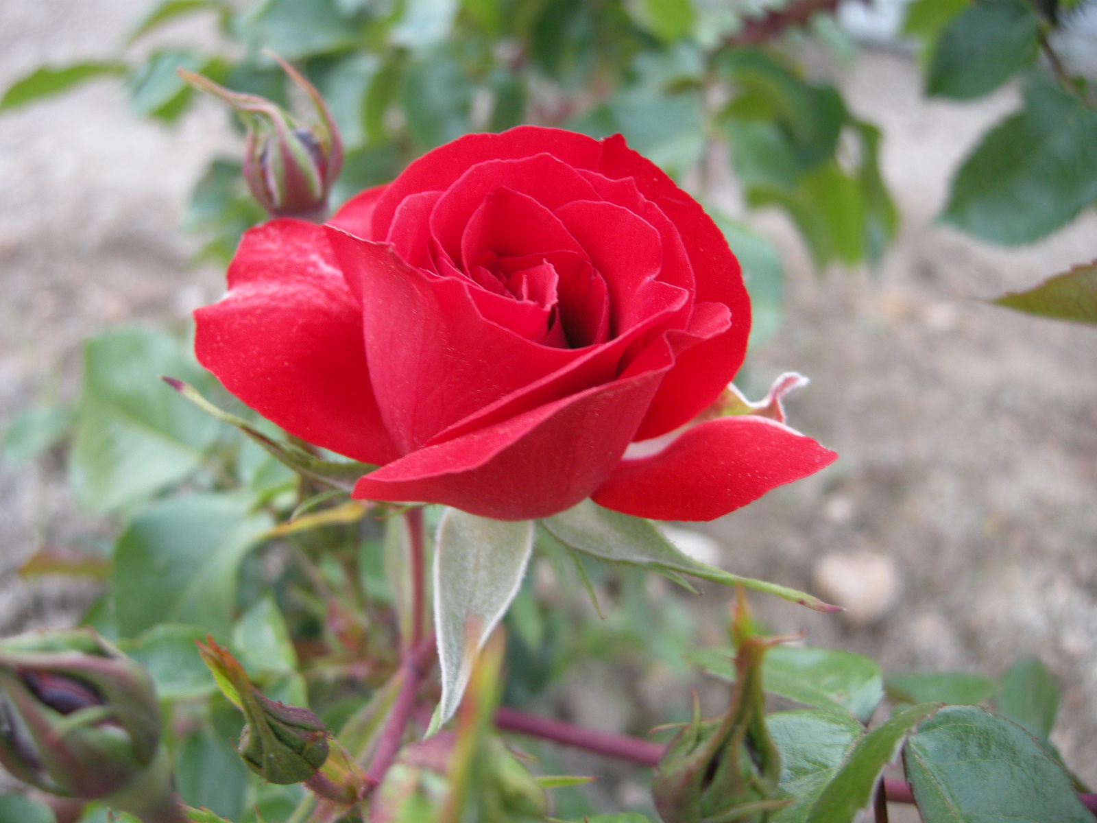 rosa Nonna Giulia Ricci Accossano