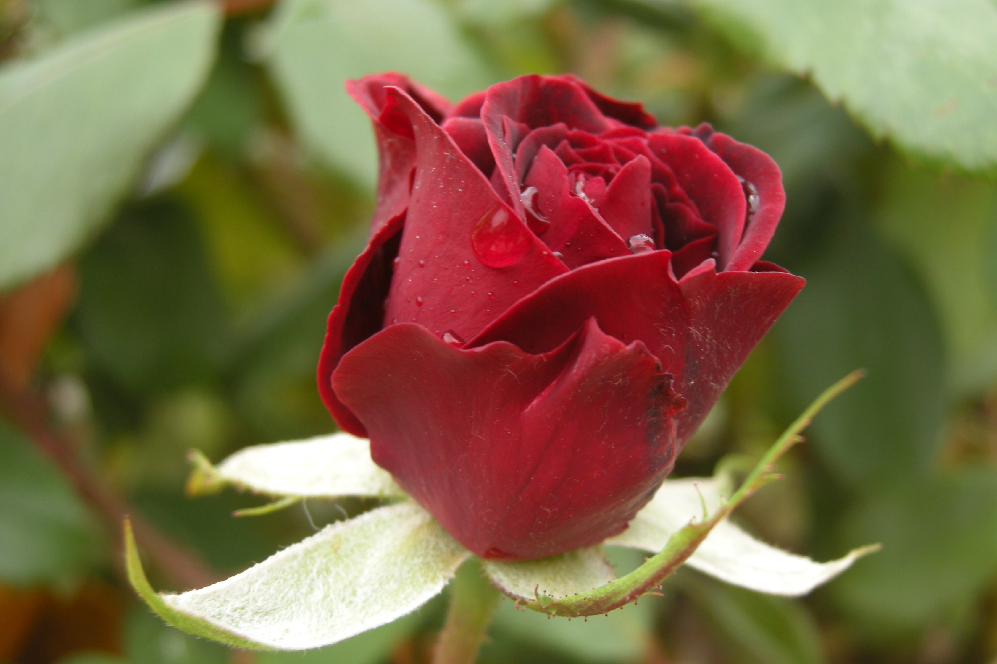 rosa wow